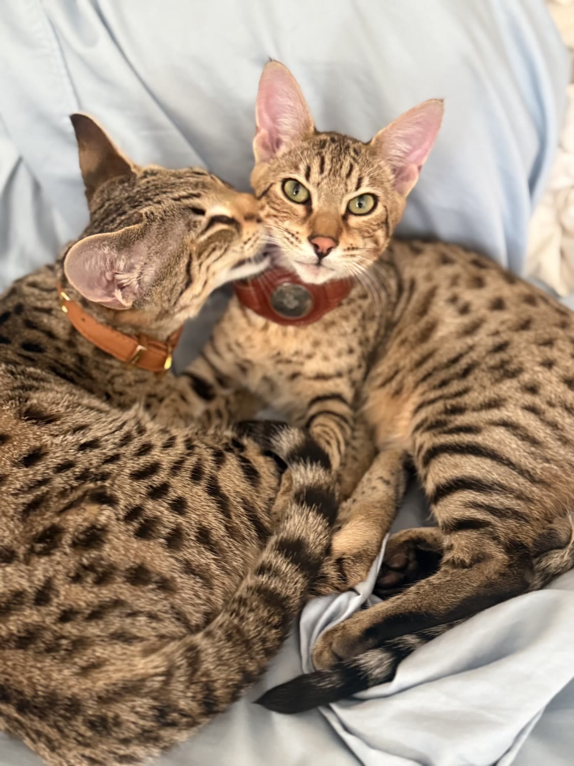Neiko and Zahra at home