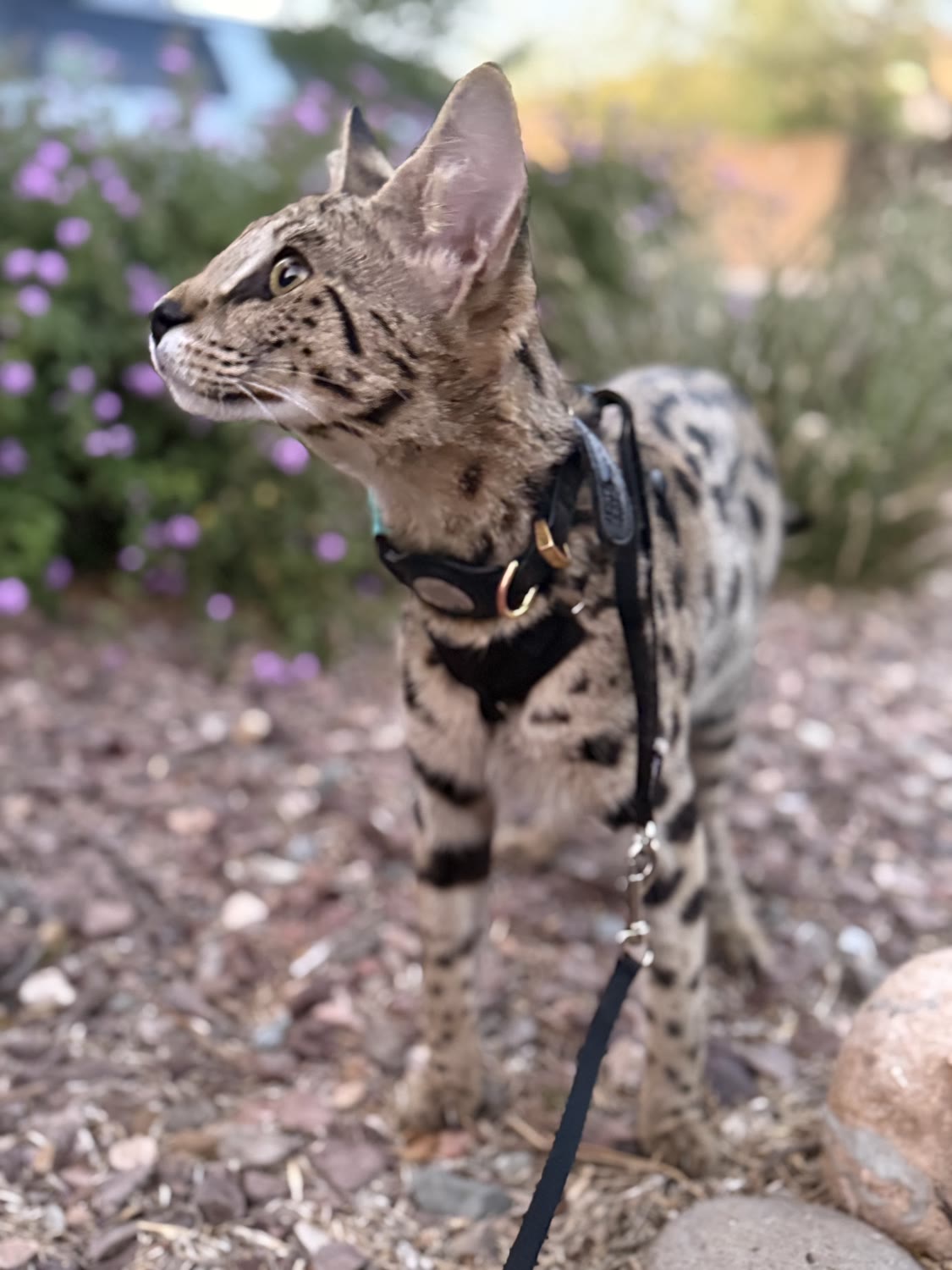 Nala in the Arizona desert