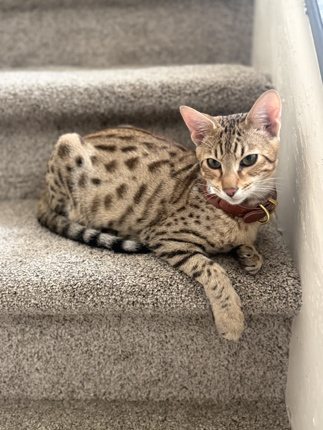 Sahara Savannahs Savannah cat 2