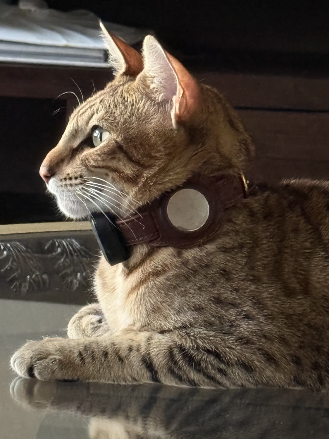 Sahara Savannahs Savannah cat 3