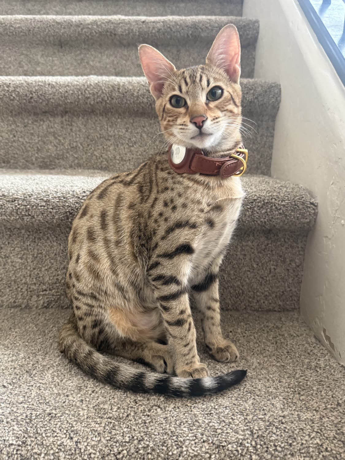 Sahara Savannahs Savannah cat 4