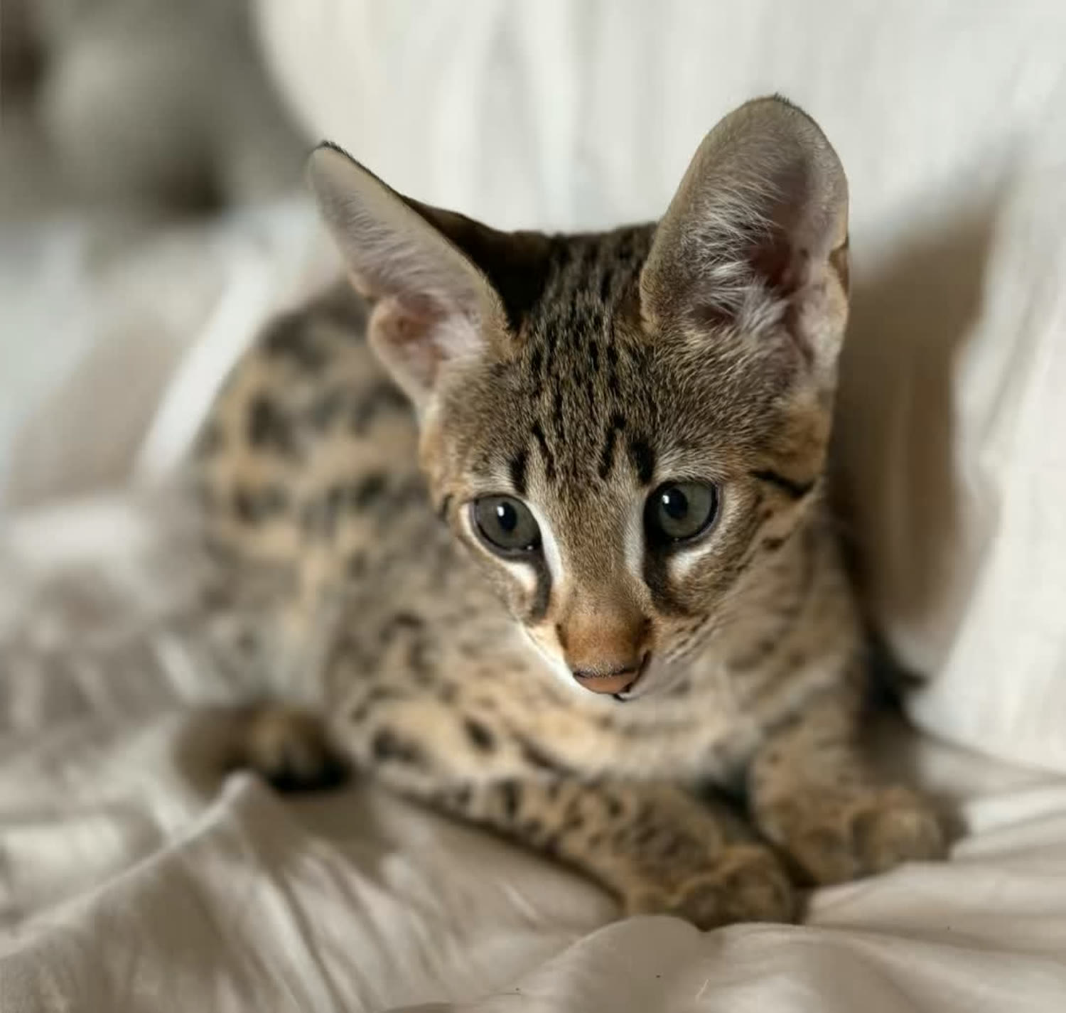 Sahara Savannahs Savannah cat 5