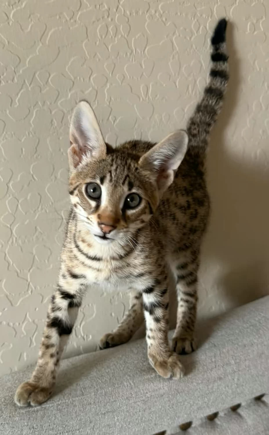 Sahara Savannahs Savannah cat 6