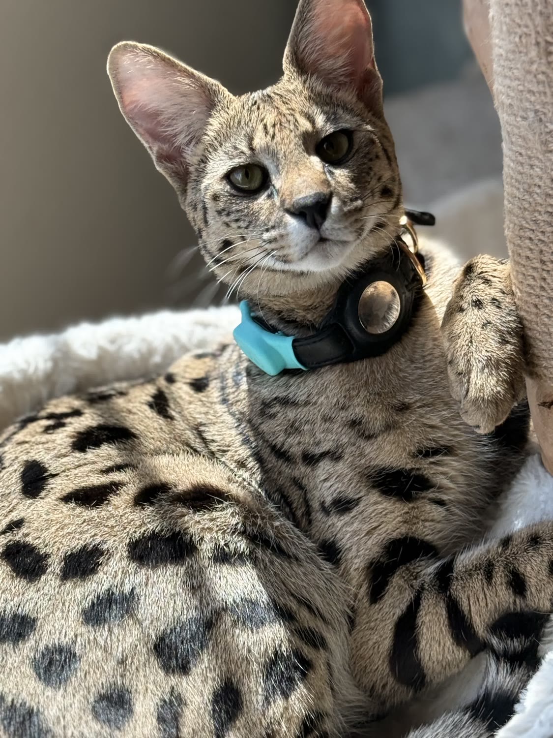 Sahara Savannahs Savannah cat 7
