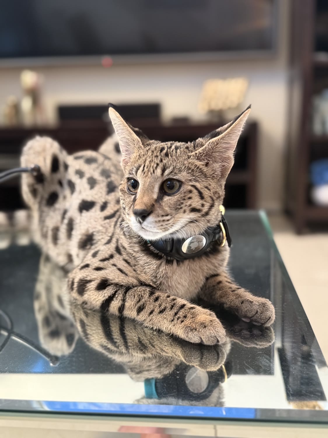 Sahara Savannahs Savannah cat 8