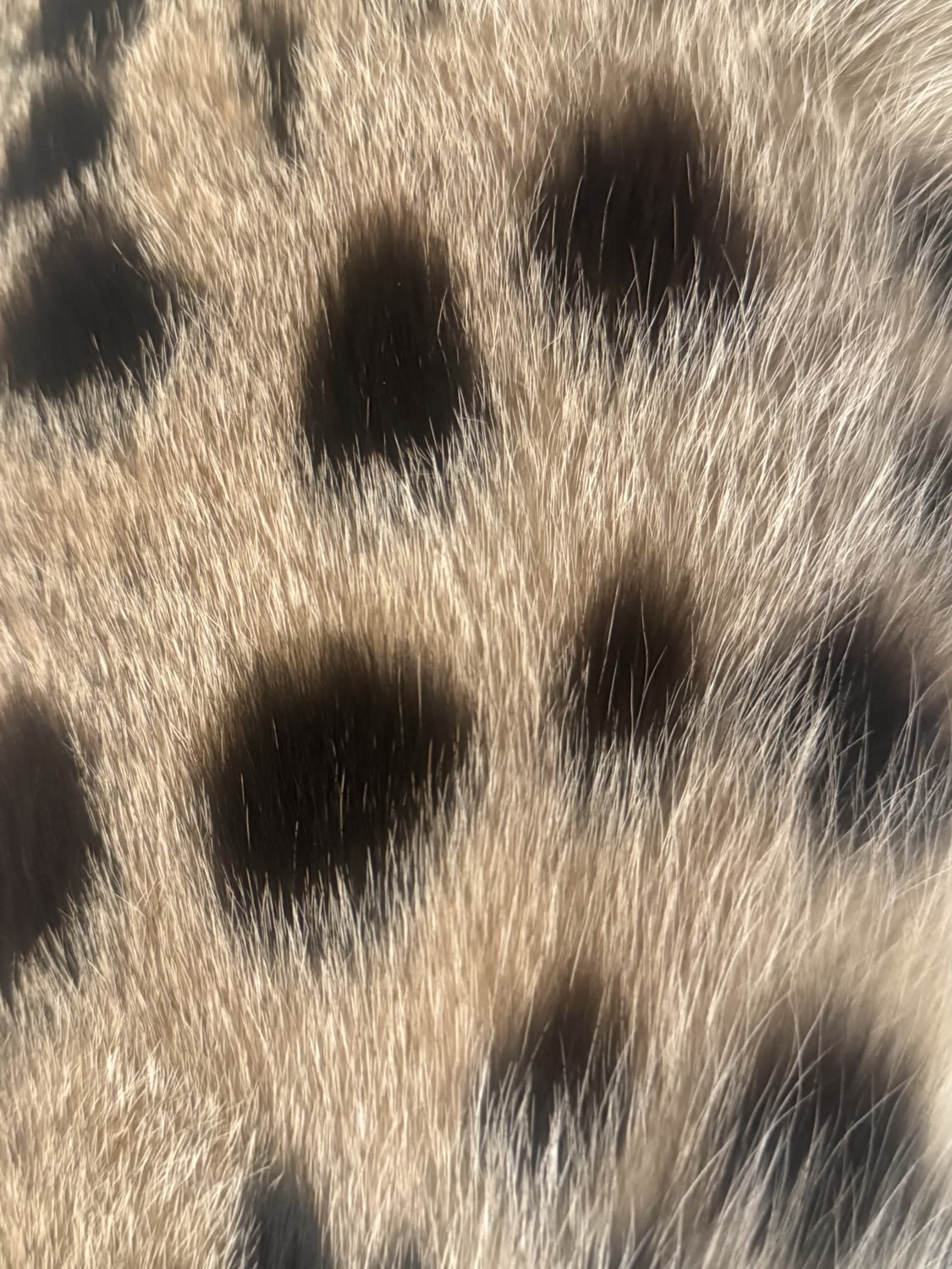Sahara Savannahs Savannah cat 9