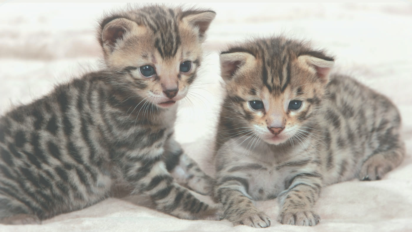 Sahara Savannahs Savannah cat 1