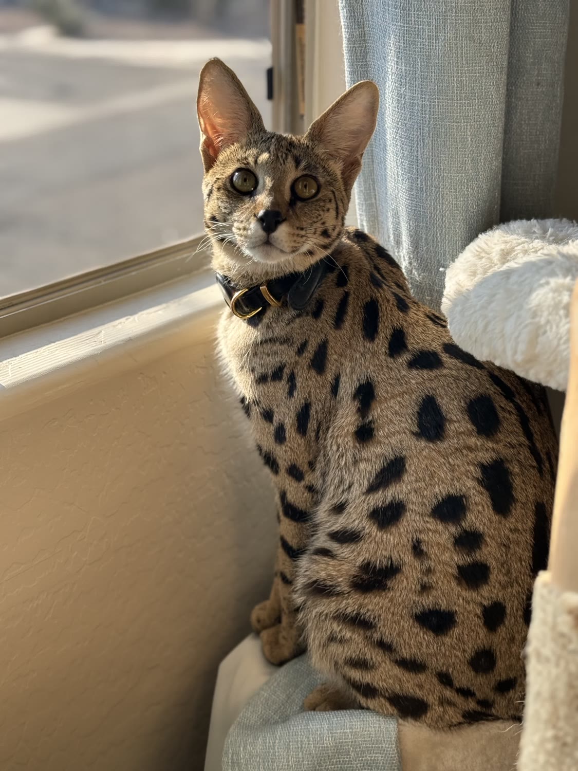 Nala